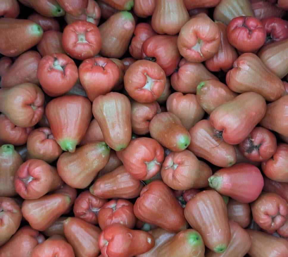 Water Apple (Syzygium aqueum) – Refreshing & Nutritious