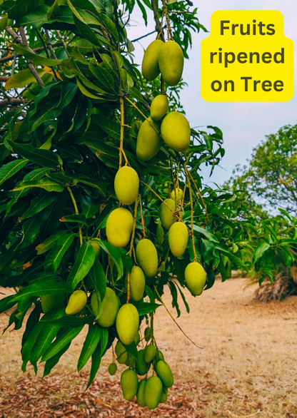 Mangoes (Spiritual, Natural and Organic farming)