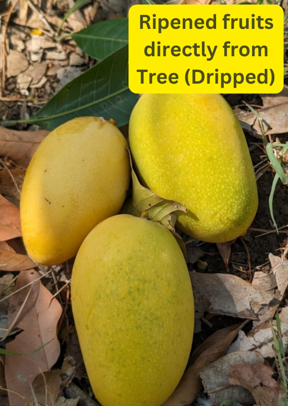 Mangoes (Spiritual, Natural and Organic farming)