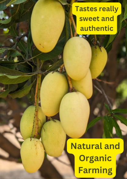 Mangoes (Spiritual, Natural and Organic farming)