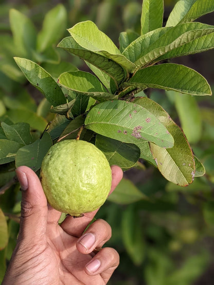 Guava