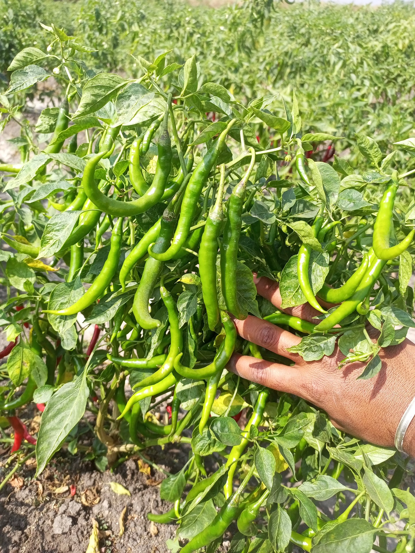 Guntur Mirchi Powder (Pounded with Pestle)