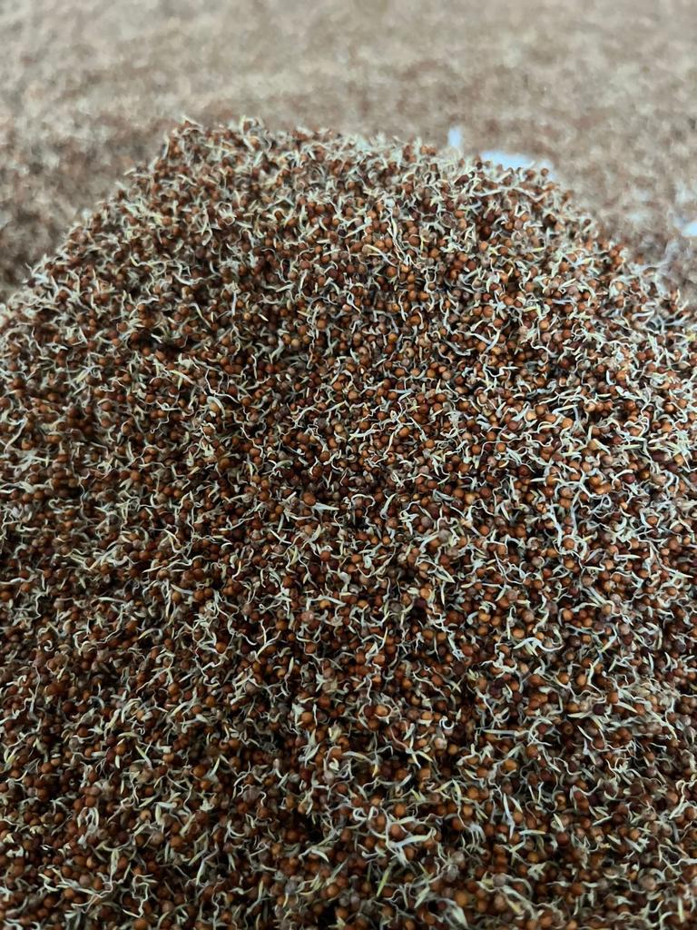 Sprouted Organic Ragi Flour