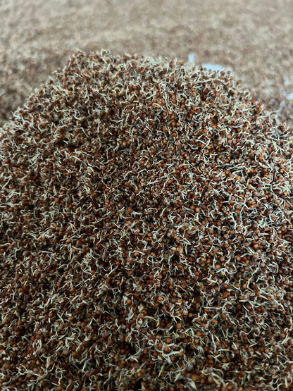 Sprouted Organic Ragi Flour