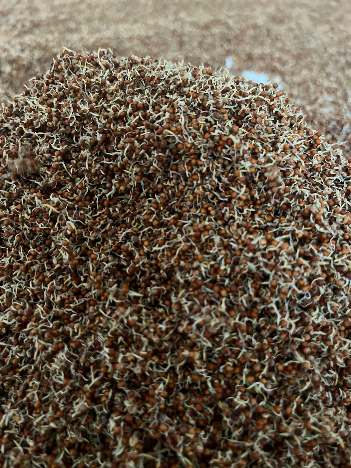 Sprouted Organic Ragi Flour